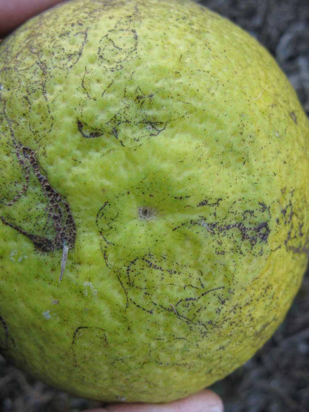              Fruit (Winter Haven, FL)       